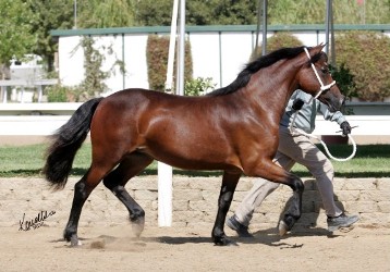 Goldhills Hot Mocha LOM - Section D Welsh Cob mare